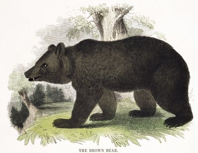 Der Braunbär, pädagogische Illustration, veröffentlicht von der Society for Promoting Christian Knowledge, 1843 von Josiah Wood Whymper
